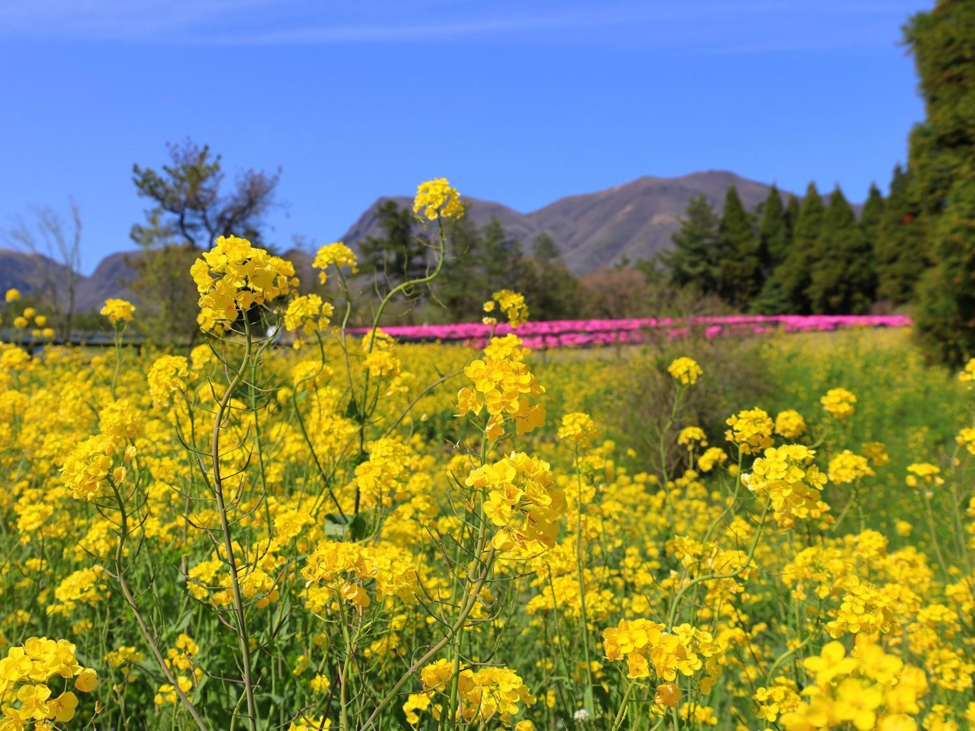 くじゅう花公園　キャンピングリゾート花と星 Kuju Exterior foto